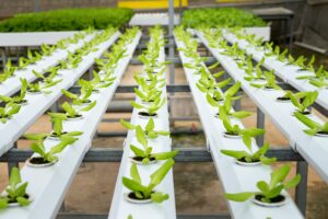 rows of plants growing in a greenhouse